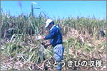 さとうきびの収穫