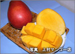 島のマンゴー：上村マンゴー店